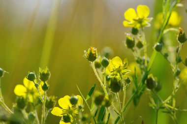 Bahar çiçekleri tarih Pzr