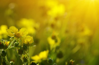 Bahar çiçekleri tarih Pzr