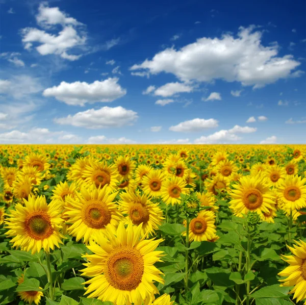 Field of blooming sunflowers — Stock Photo, Image
