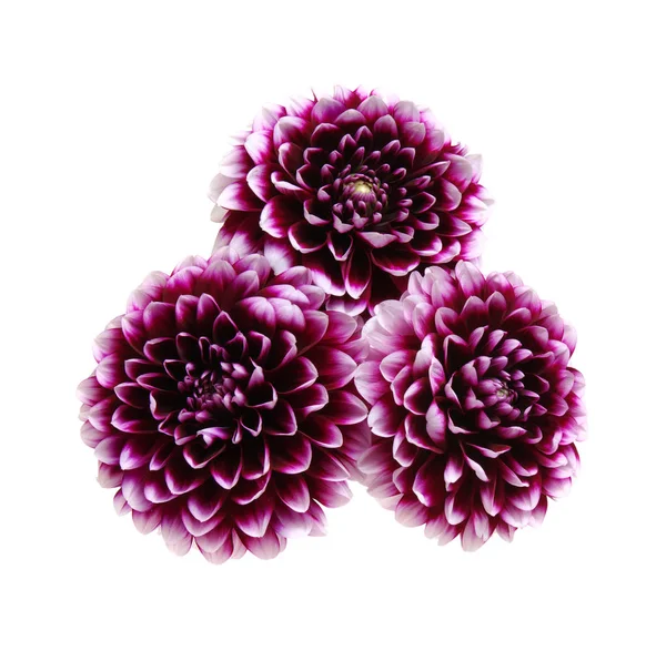 白地に紫の花 — ストック写真