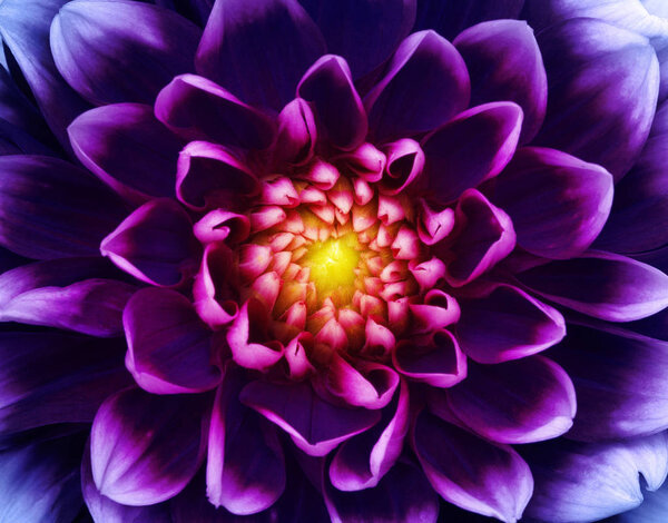 цветок и красивые лепестки