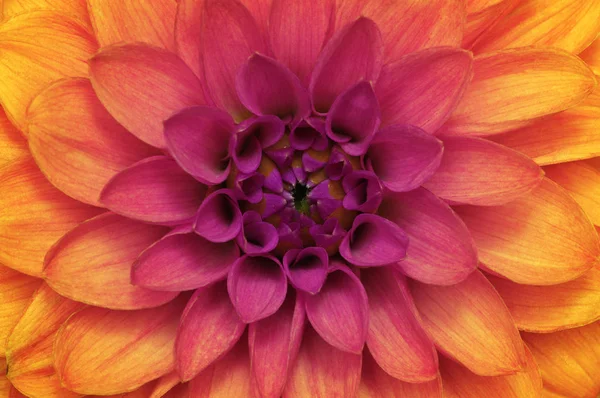 Flor y hermosos pétalos — Foto de Stock