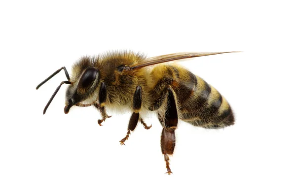 Biene auf dem weißen — Stockfoto