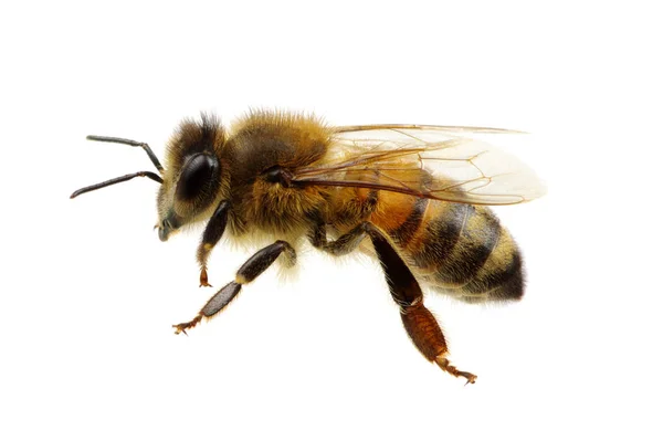 Bee on the white — Stock Photo, Image