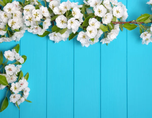 Blossom on blue wood background — Stock Photo, Image
