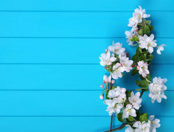 Våren blossom på blå trä — Stockfoto