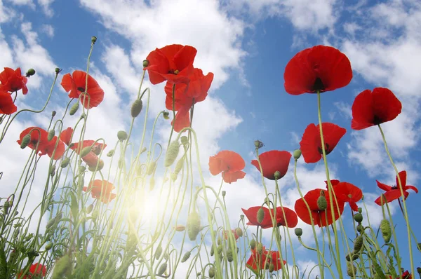 Poppies and sun — Stock Photo, Image