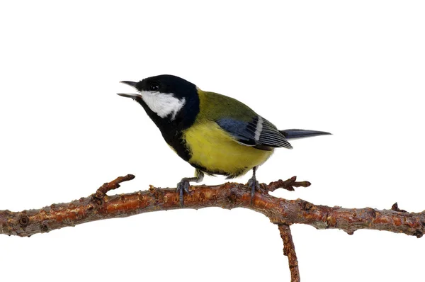 Great tit on a branch — Stock Photo, Image