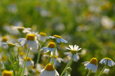 Bahar çiçekleri tarih Pzr