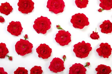 beyaz üzerine kırmızı gül