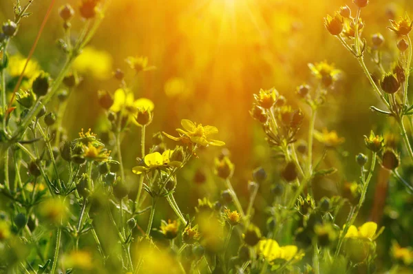 Spring flowers on sun — Stock Photo, Image