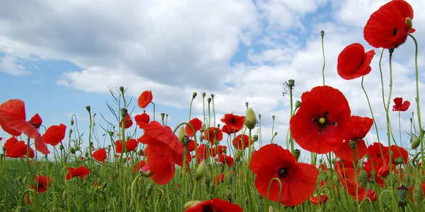 Red poppies on field — Stock Photo, Image