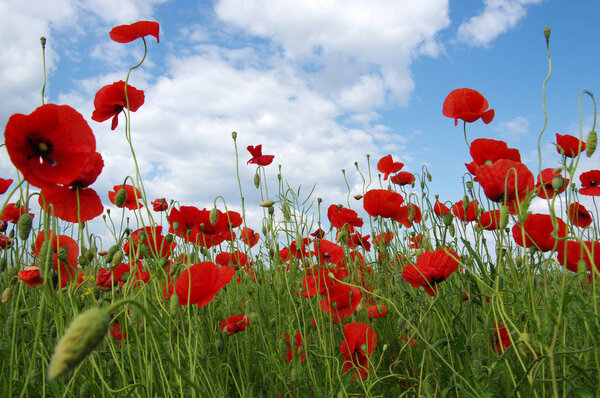 Red poppies on field