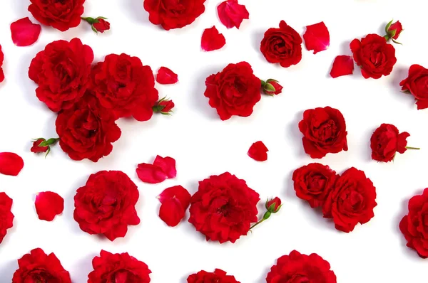 Червоні троянди на білому — стокове фото