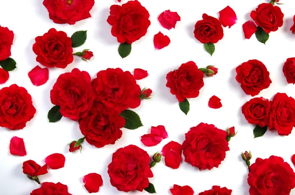 Red roses on white — Stock Photo, Image