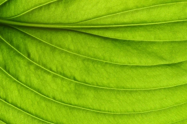 Textura de folha verde — Fotografia de Stock