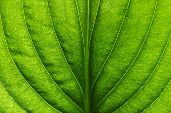 Grönt blad konsistens — Stockfoto