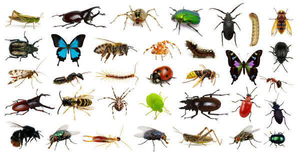  Set of insects 