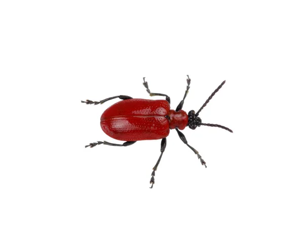 Kırmızı beetle — Stok fotoğraf