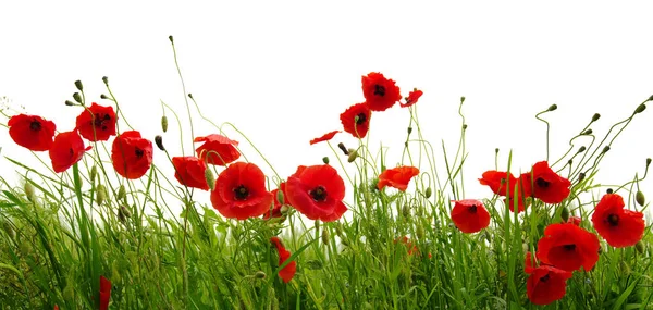 Amapolas rojas sobre blanco — Foto de Stock