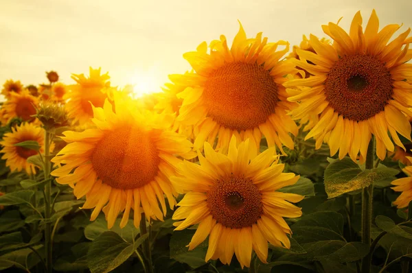 Słoneczniki i słońce — Zdjęcie stockowe