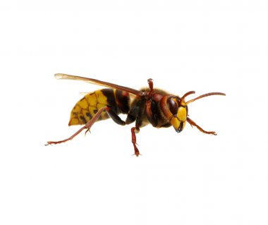 Beyaz izole hornet