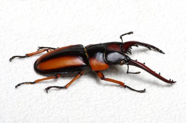 Stag beetle 