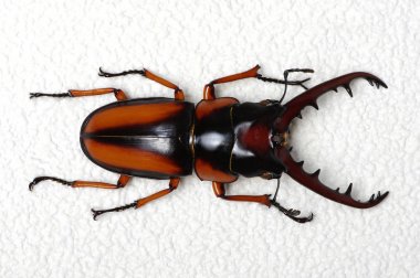 Stag beetle 