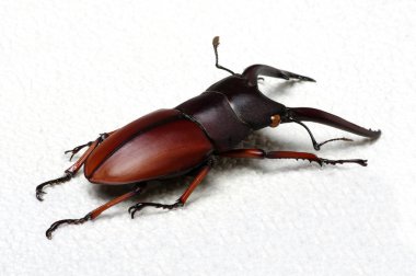 Stag beetle 