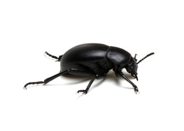 beyaz üzerine siyah böceği 