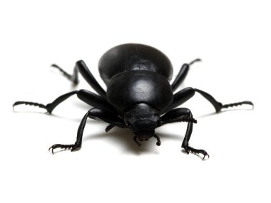 beyaz üzerine siyah böceği 