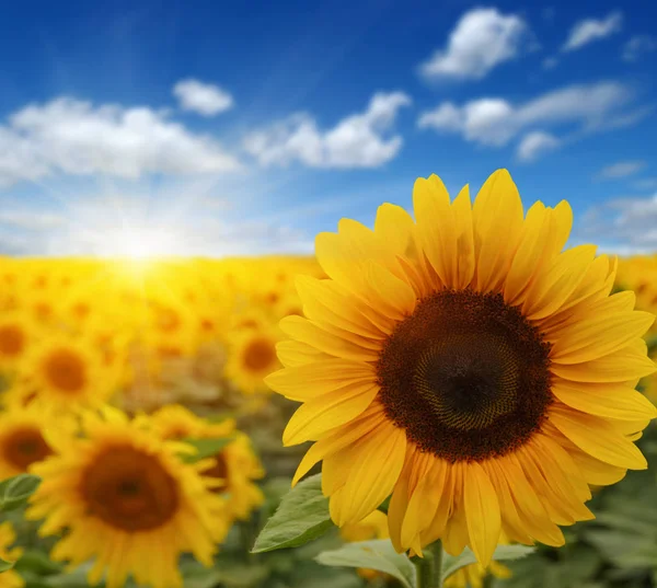 Solrosor och solen — Stockfoto