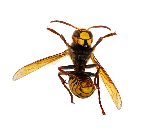 Hornet isolerad på vit — Stockfoto