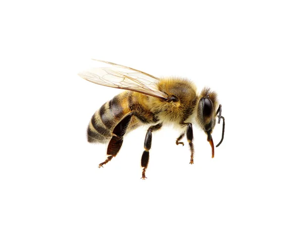 Abeja — Foto de Stock