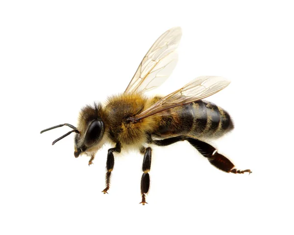 Abeja — Foto de Stock