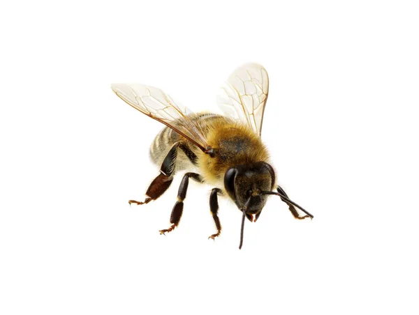 Bee biały — Zdjęcie stockowe