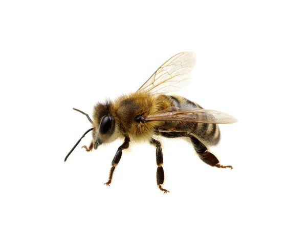 Abeja — Foto de Stock