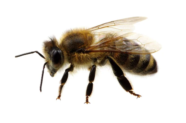 Bee — Stock Photo, Image