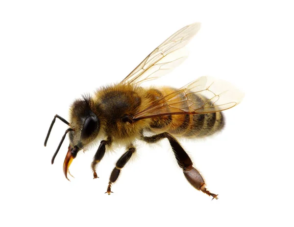Arı — Stok fotoğraf