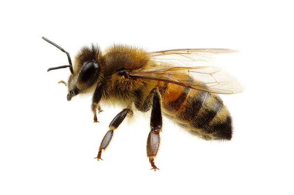 Abeja — Foto de Stock