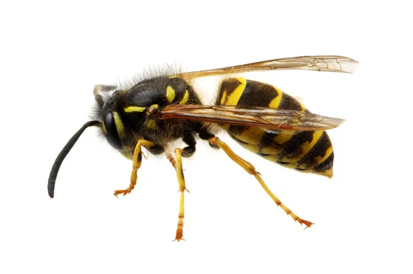 Wasp — Stock Photo, Image