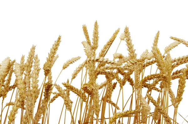 Pšenice, izolované na bílém — Stock fotografie
