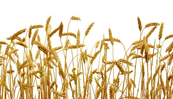 Trigo aislado sobre un blanco — Foto de Stock