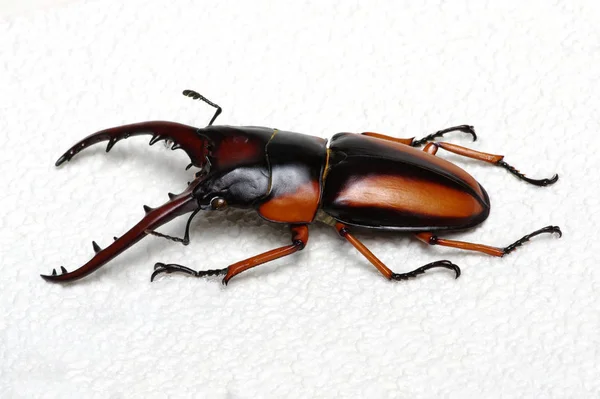 Stag beetle — Stock Photo, Image