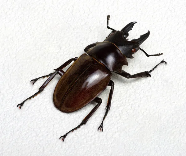 Stag beetle — Stok fotoğraf