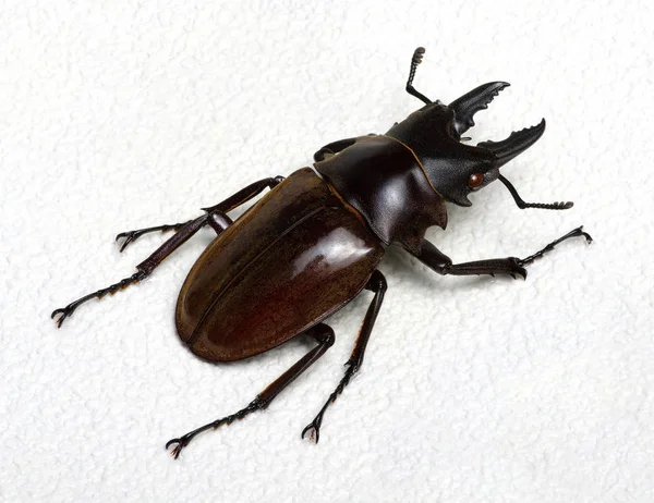 Escaravelho-das-pernas — Fotografia de Stock