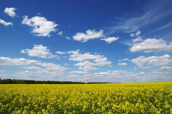 Campo verde — Foto de Stock