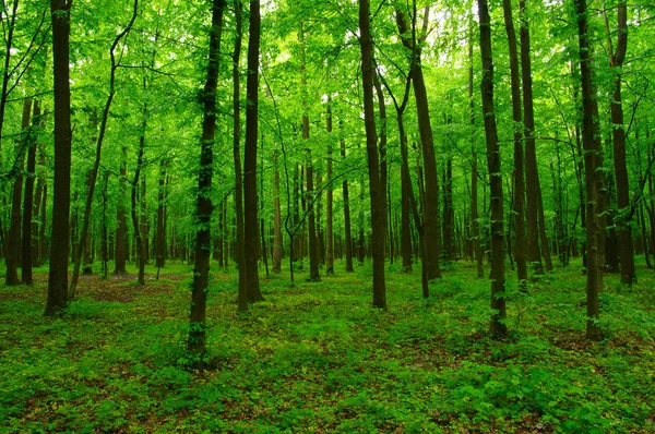 सुंदर हिरवा जंगल — स्टॉक फोटो, इमेज
