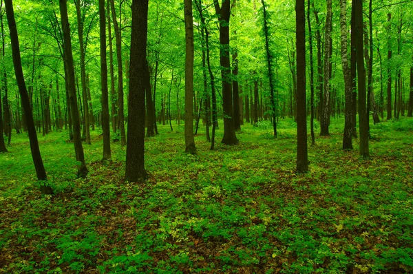 Vacker grön skog — Stockfoto