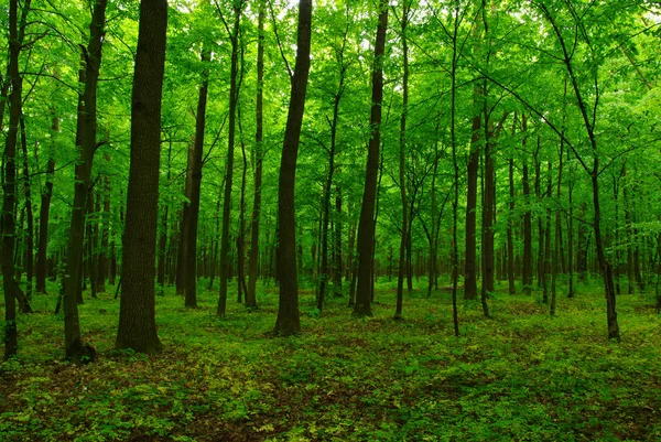 Vacker grön skog — Stockfoto